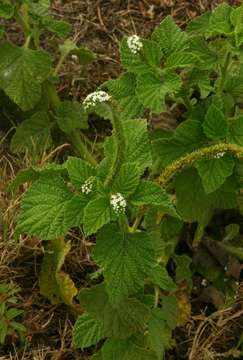 Image of heliotrope