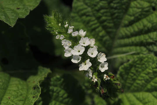 Image of heliotrope