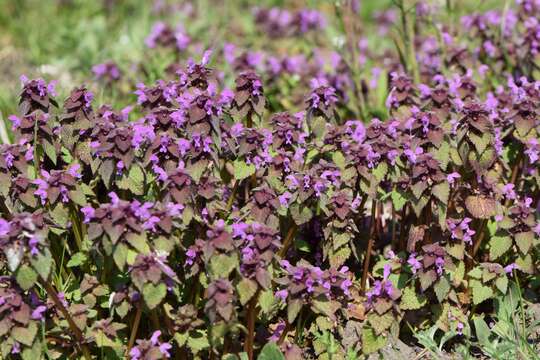 Image of purple archangel