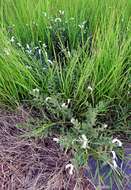 Image of Common veld heliotrope