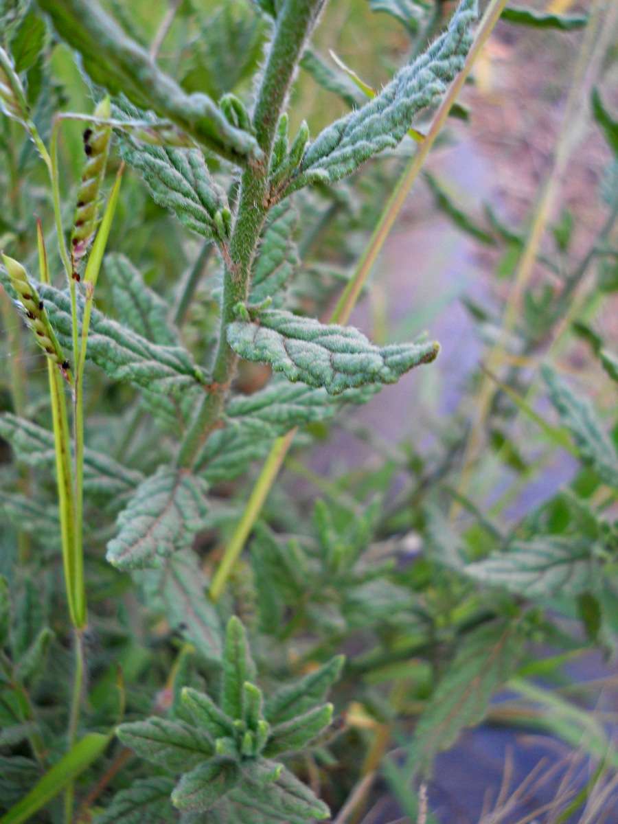 Image of Common veld heliotrope