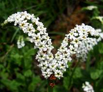 Image of Common veld heliotrope