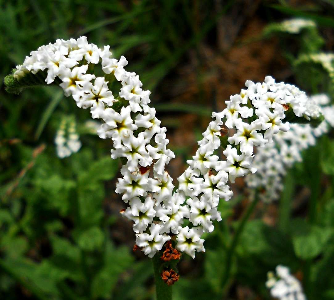 Image of Common veld heliotrope