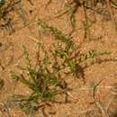 Image of Euploca strigosa (Willd.) Diane & Hilger