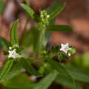 Image of Euploca strigosa (Willd.) Diane & Hilger