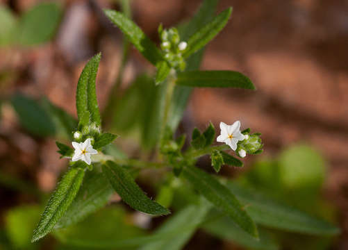 Image of Euploca strigosa (Willd.) Diane & Hilger