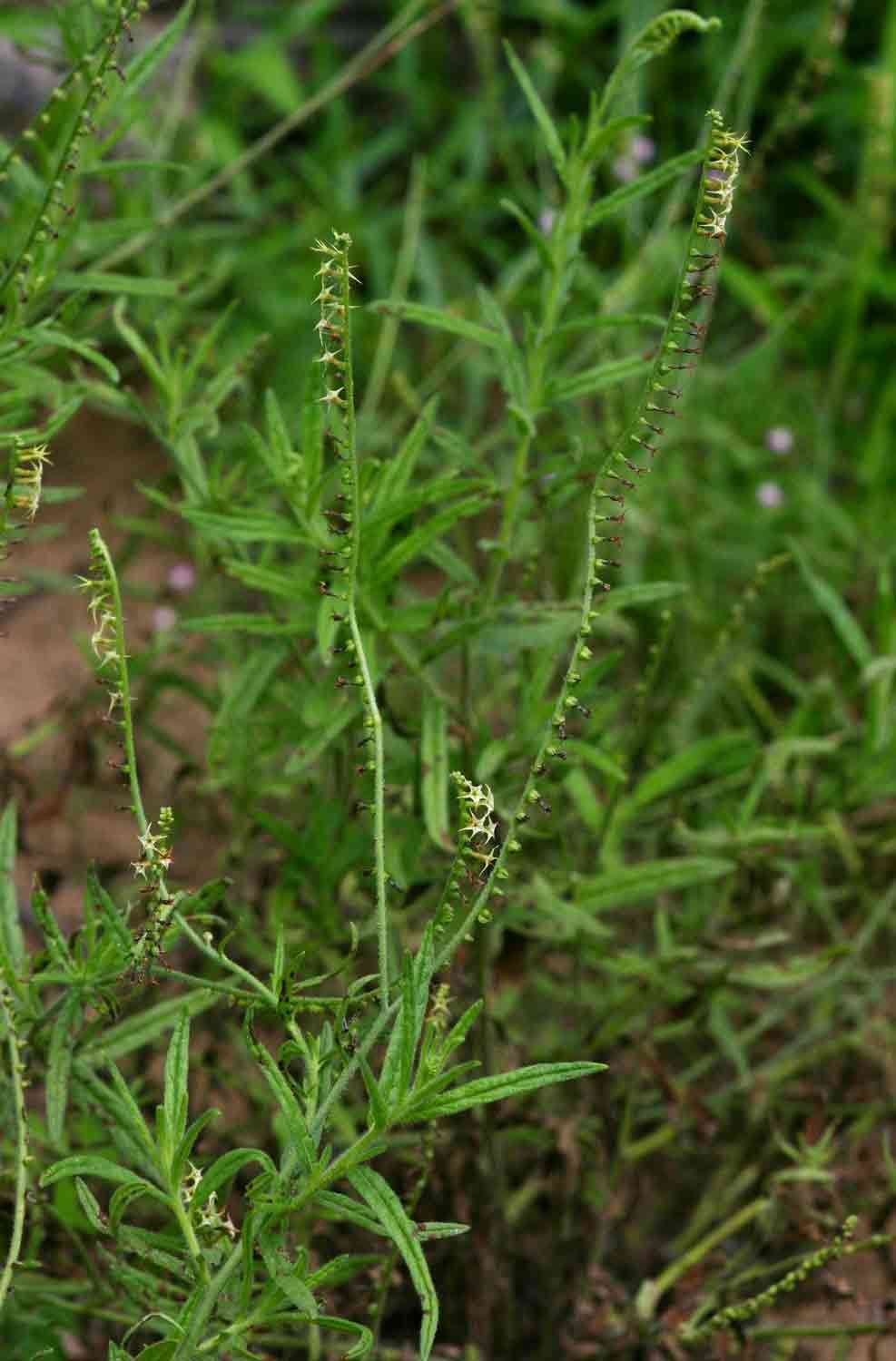 Image of Heliotropium zeylanicum (Burm. fil.) Lam.