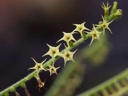 Image of Heliotropium zeylanicum (Burm. fil.) Lam.