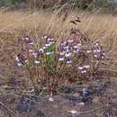 Plancia ëd Trichodesma ambacense subsp. hockii (De Wild.) Brummitt