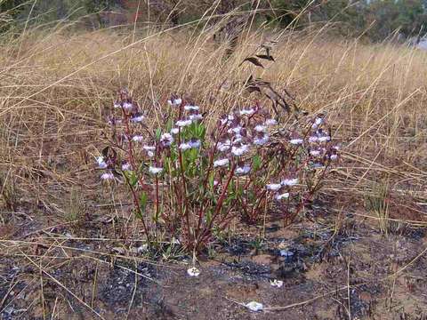 Trichodesma ambacense Welw.的圖片