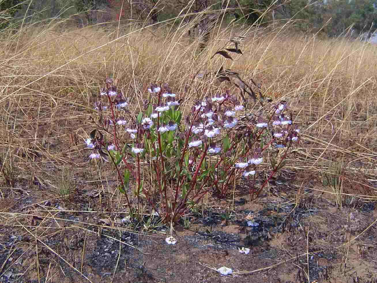 Image de Trichodesma ambacense Welw.