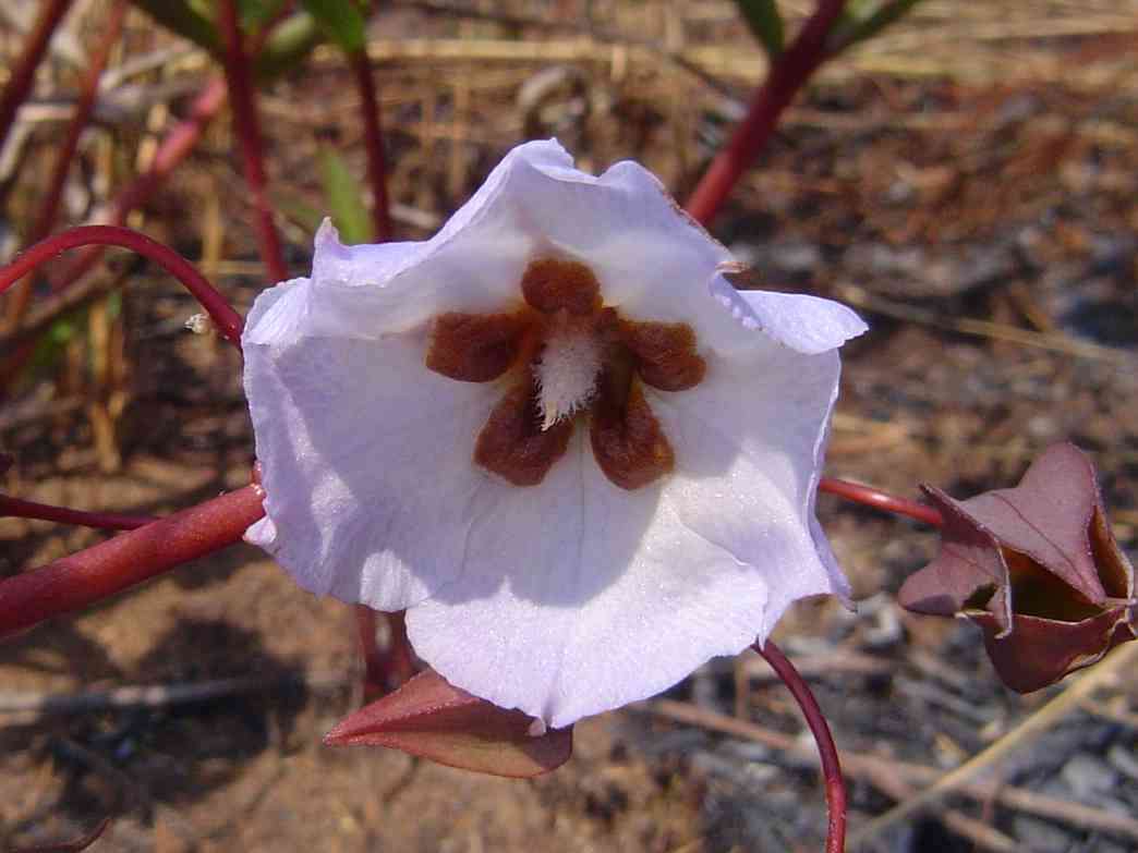 Image of Trichodesma ambacense Welw.