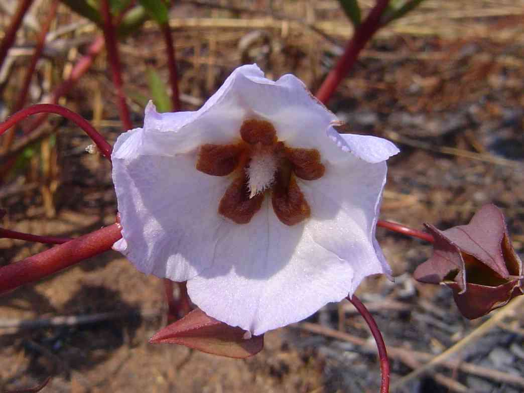 Image de Trichodesma ambacense Welw.