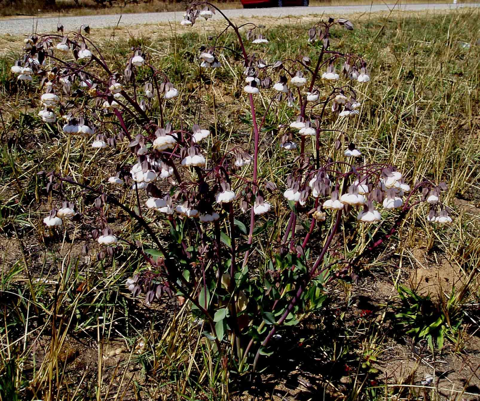 Image de Trichodesma physaloides (Fenzl) A. DC.