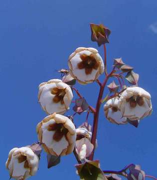 Image of Chocolate bells