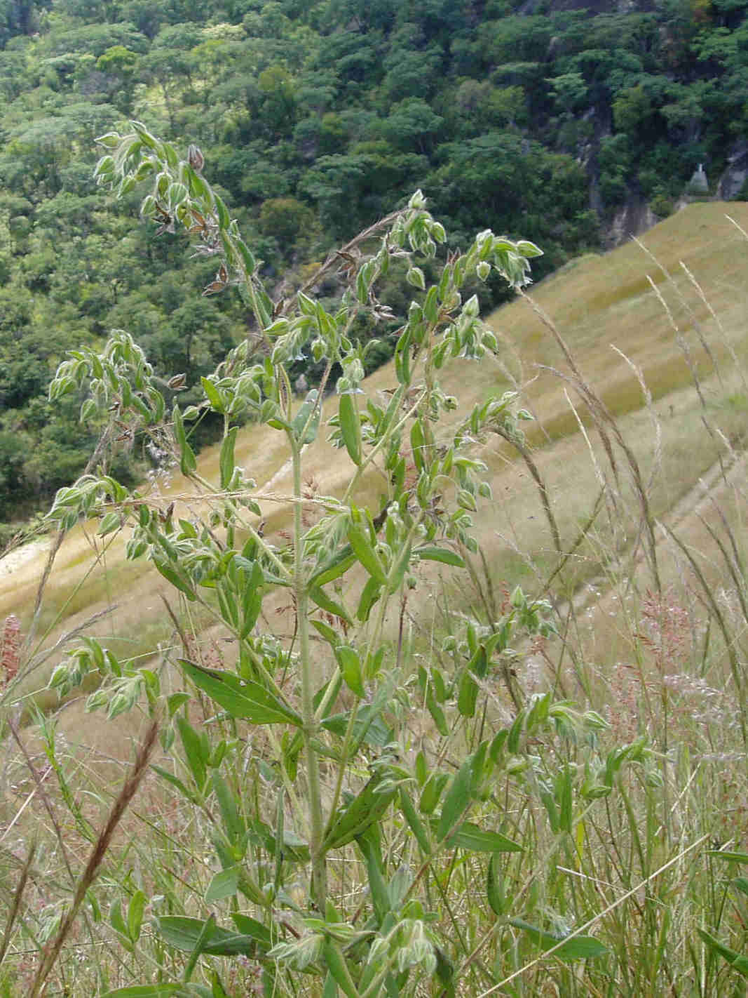 Image de Trichodesma zeylanicum (Burm. fil.) R. Br.