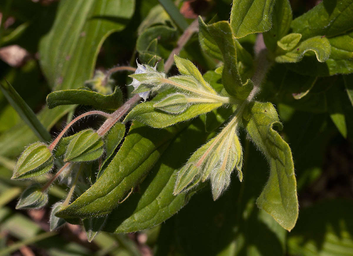 Image de Trichodesma zeylanicum (Burm. fil.) R. Br.