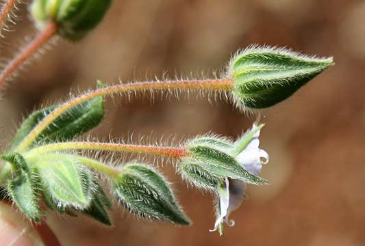 Image de Trichodesma zeylanicum (Burm. fil.) R. Br.