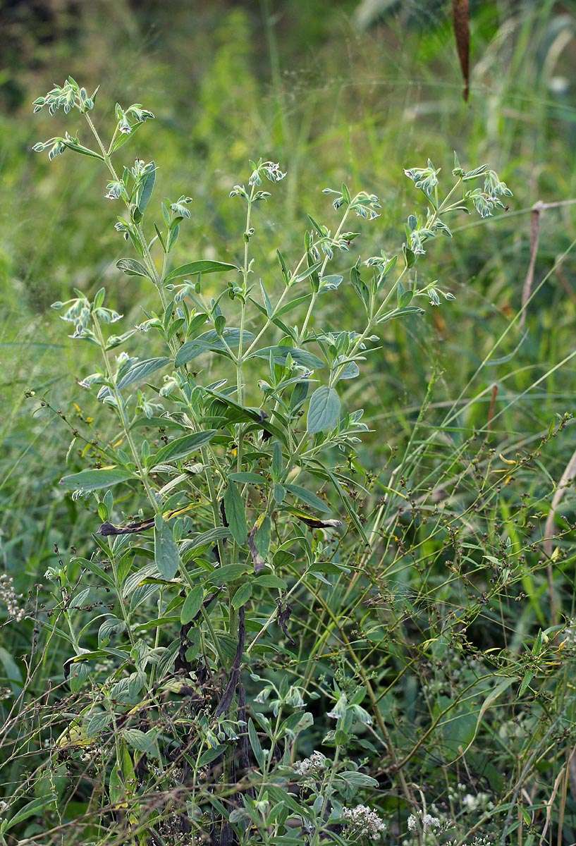 Image de Trichodesma zeylanicum (Burm. fil.) R. Br.