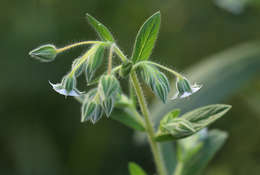 Image of Late weed