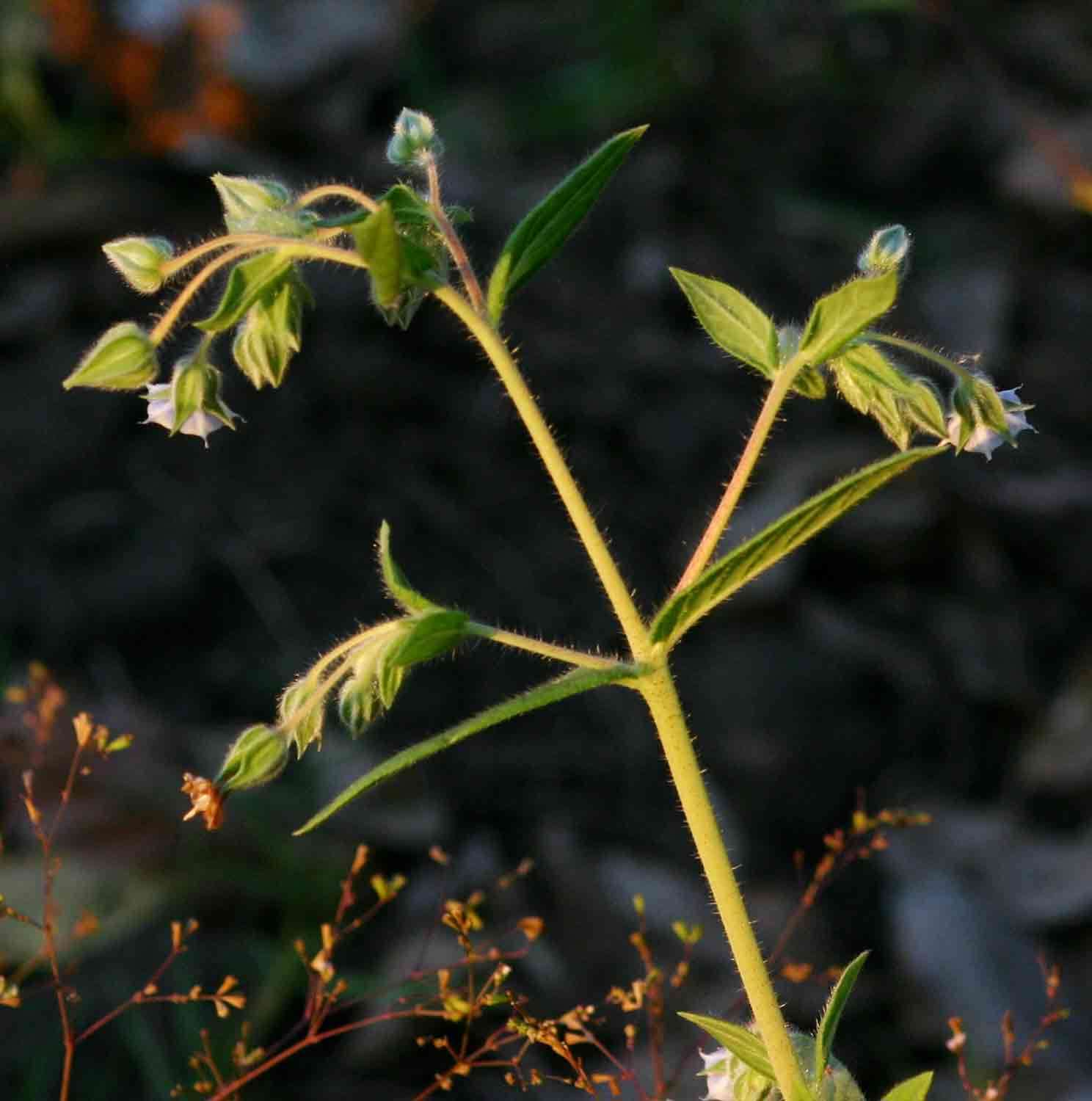 Image de Trichodesma zeylanicum (Burm. fil.) R. Br.