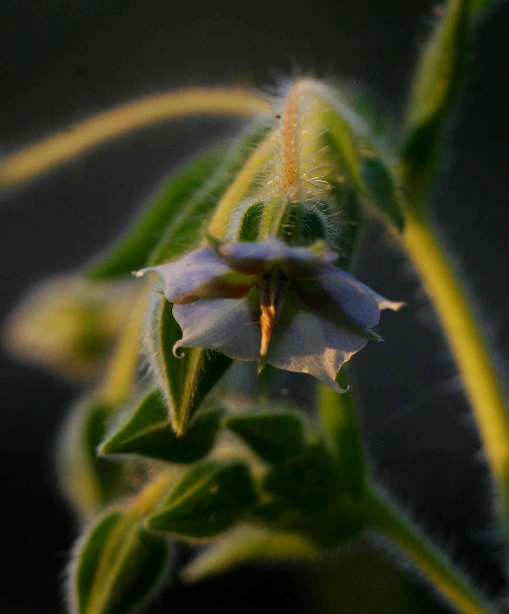 Image of Late weed