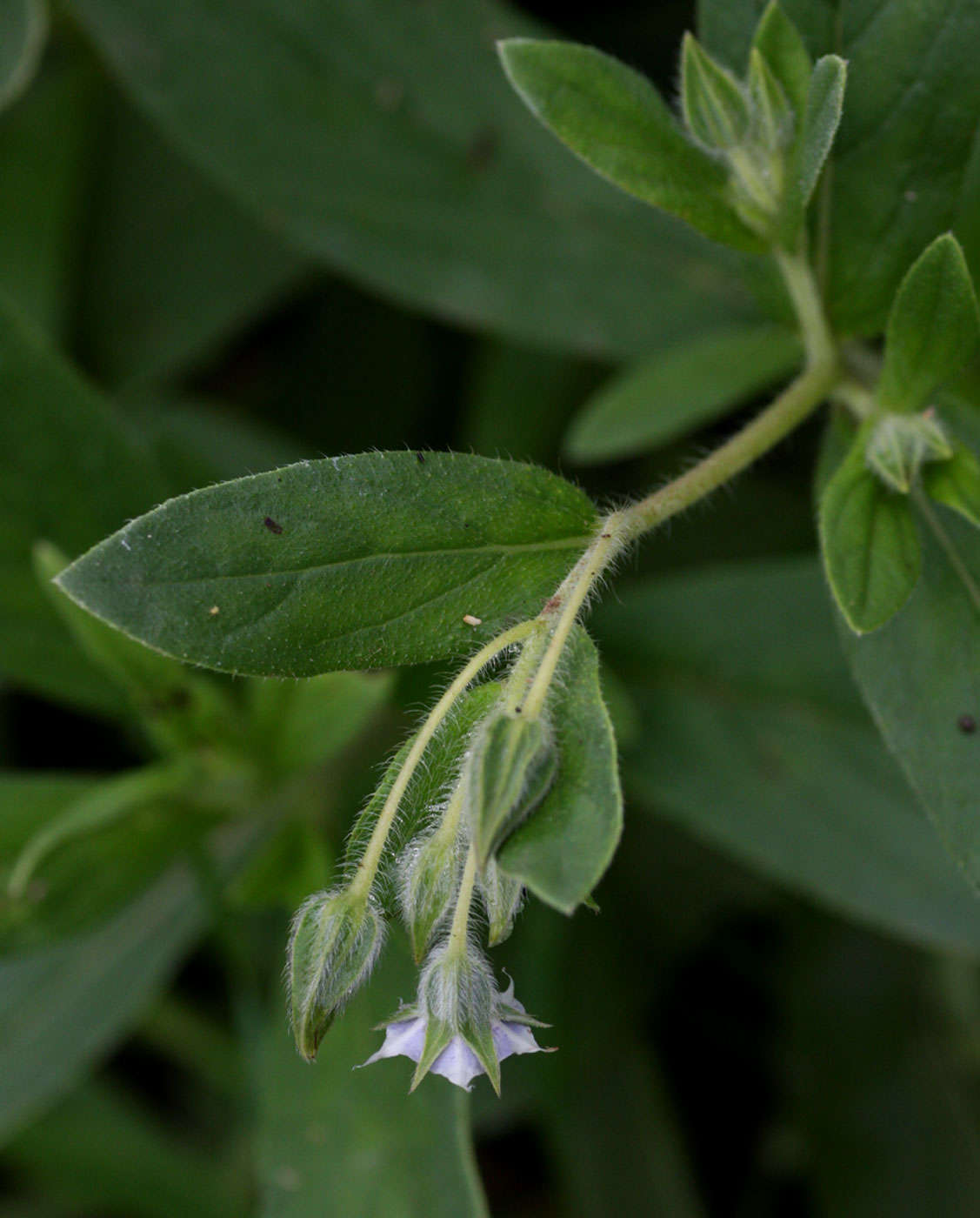 Image de Trichodesma zeylanicum (Burm. fil.) R. Br.