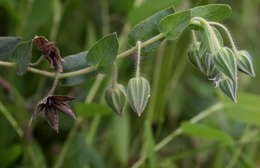 Image de Trichodesma zeylanicum (Burm. fil.) R. Br.