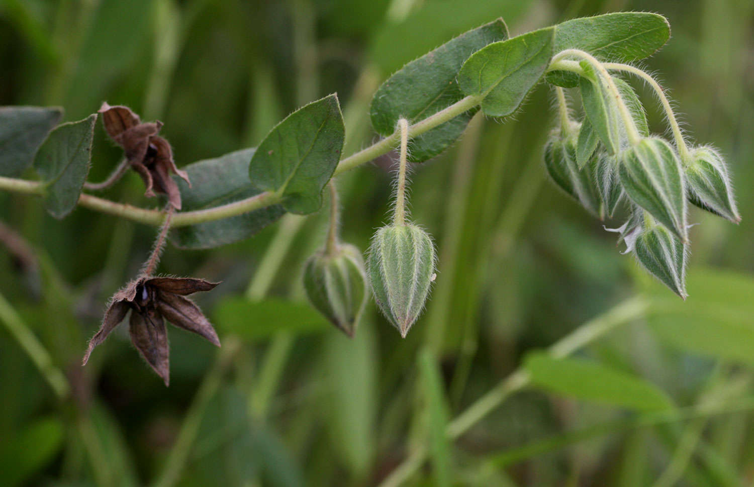 Image de Trichodesma zeylanicum (Burm. fil.) R. Br.