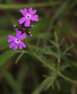 Image of mock vervain