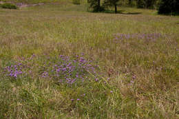 Image of mock vervain