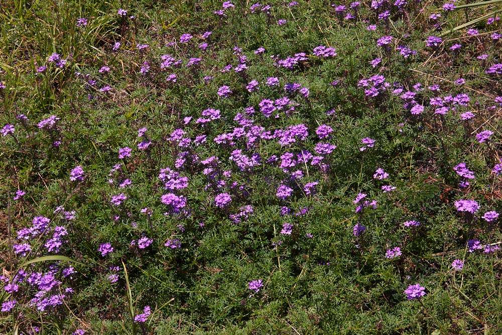 Image of mock vervain