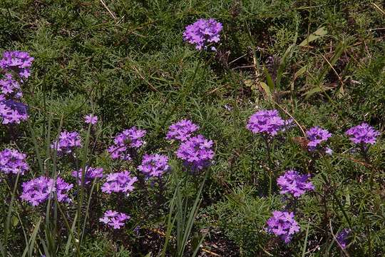 Image of mock vervain