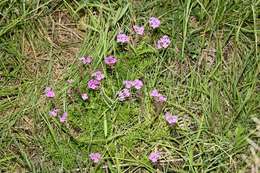 Image of mock vervain