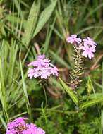 Image of mock vervain