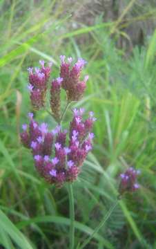 Image of vervain