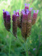 Image of vervain