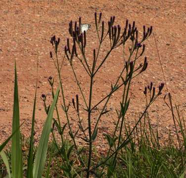 Image of vervain