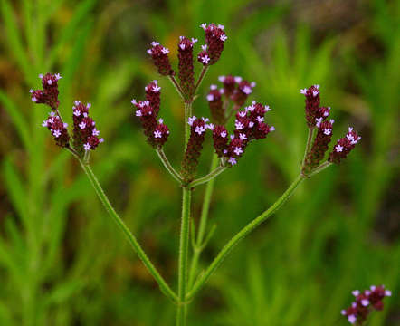 Image of vervain