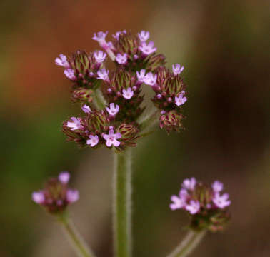 Image of vervain