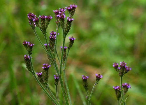 Image of vervain