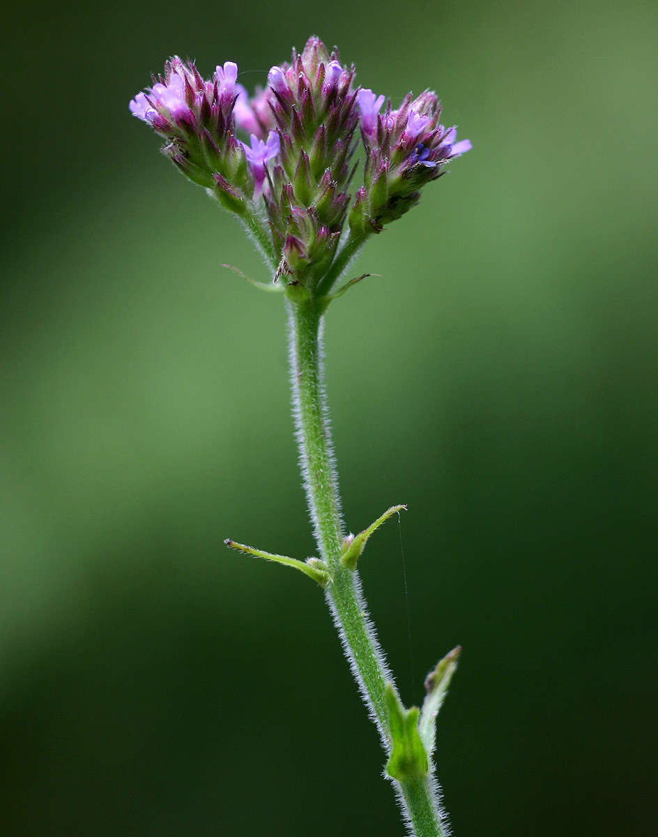 Image of vervain