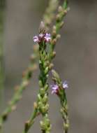 Image of Verbena officinalis var. africana (R. Fern. & Verdc.) Munir