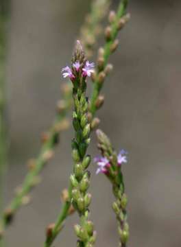 Plancia ëd Verbena officinalis var. africana (R. Fern. & Verdc.) Munir