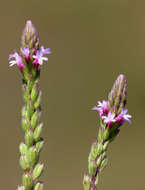 Image of Verbena officinalis var. africana (R. Fern. & Verdc.) Munir