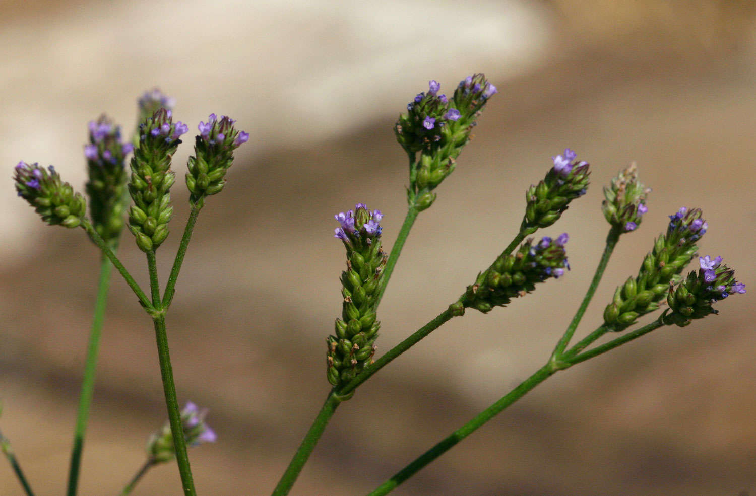 Imagem de Verbena officinalis var. africana (R. Fern. & Verdc.) Munir