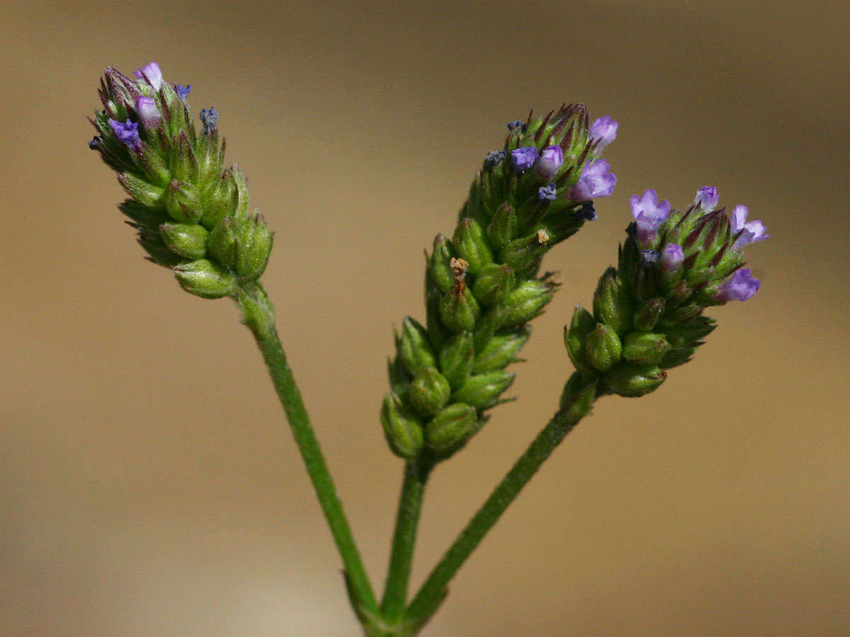 Imagem de Verbena officinalis var. africana (R. Fern. & Verdc.) Munir