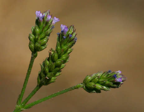 Imagem de Verbena officinalis var. africana (R. Fern. & Verdc.) Munir