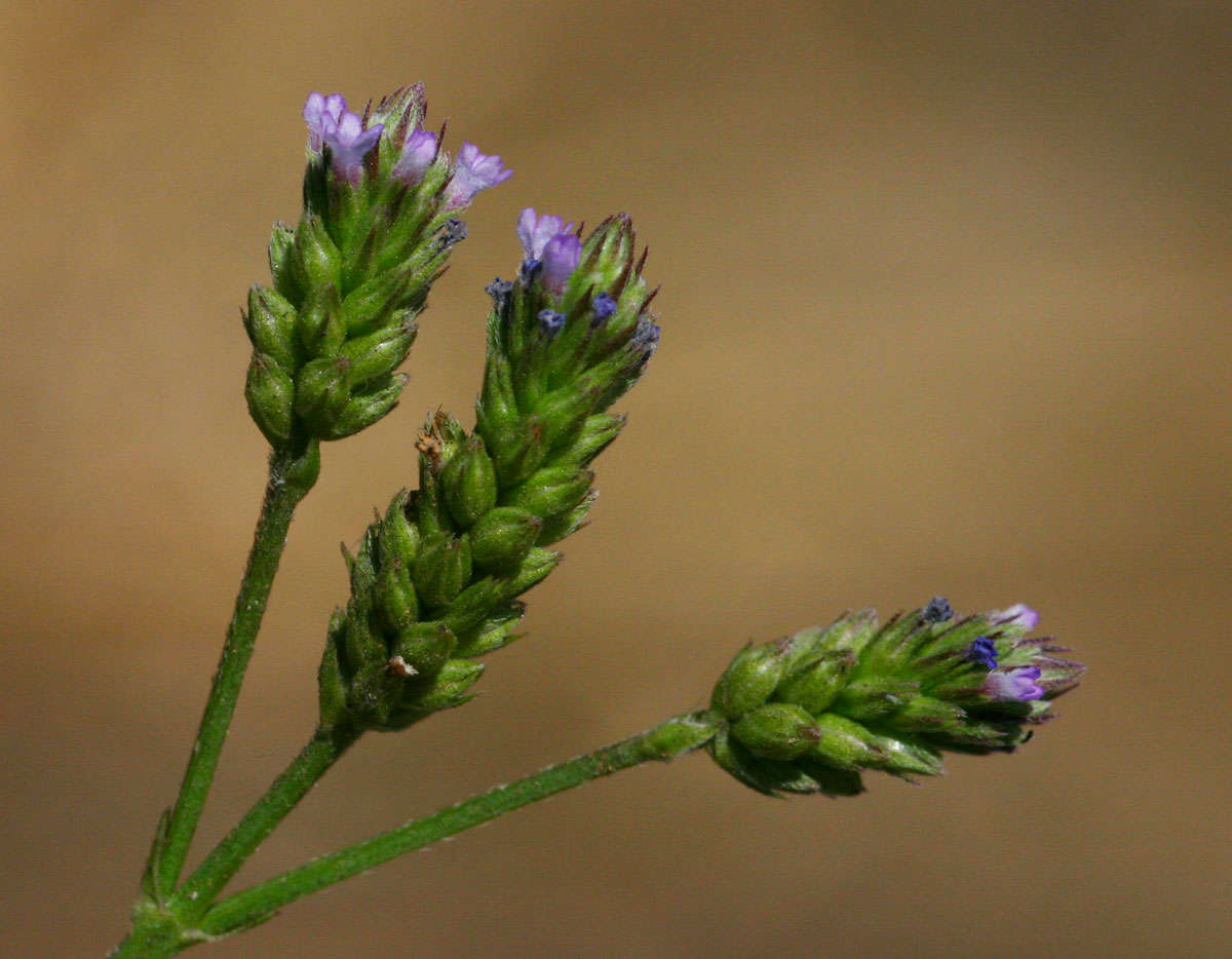 Image of Verbena officinalis var. africana (R. Fern. & Verdc.) Munir