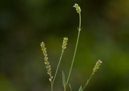 Imagem de Verbena officinalis var. africana (R. Fern. & Verdc.) Munir